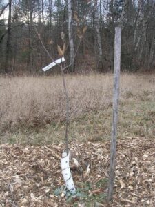 Fruit for the Future Image